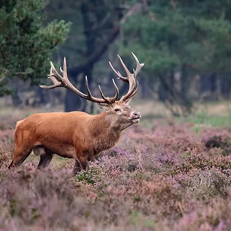 בקתה Luxury Holiday Chalet Forest On The Veluwe With Bikes *